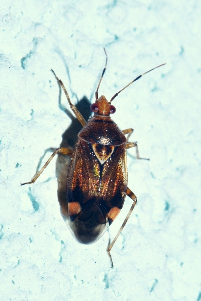 Deraeocoris flavilinea (Miridae)  da confermare