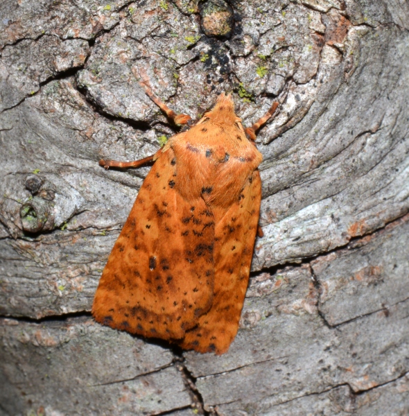 Conistra (Dasycampa) rubiginea