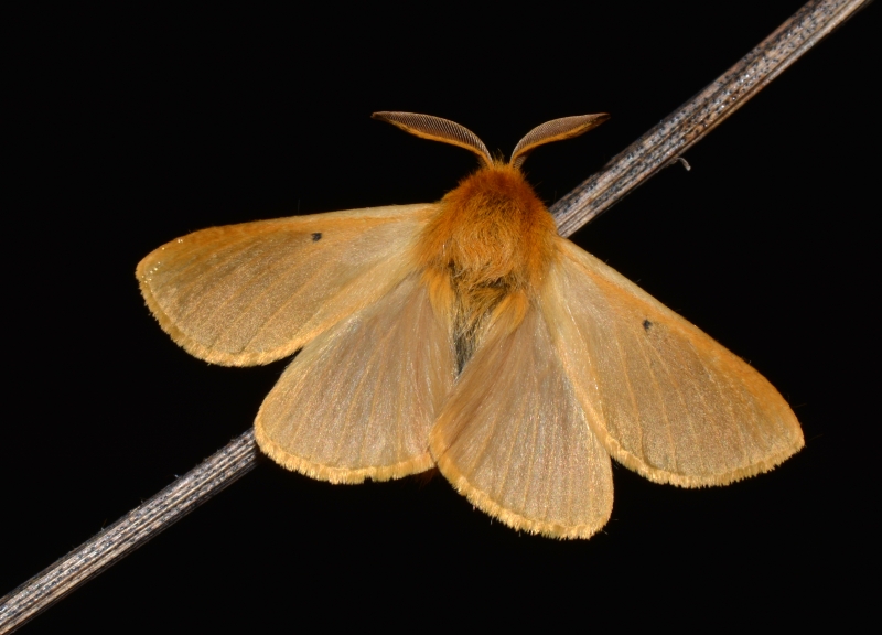 Lemonia taraxaci