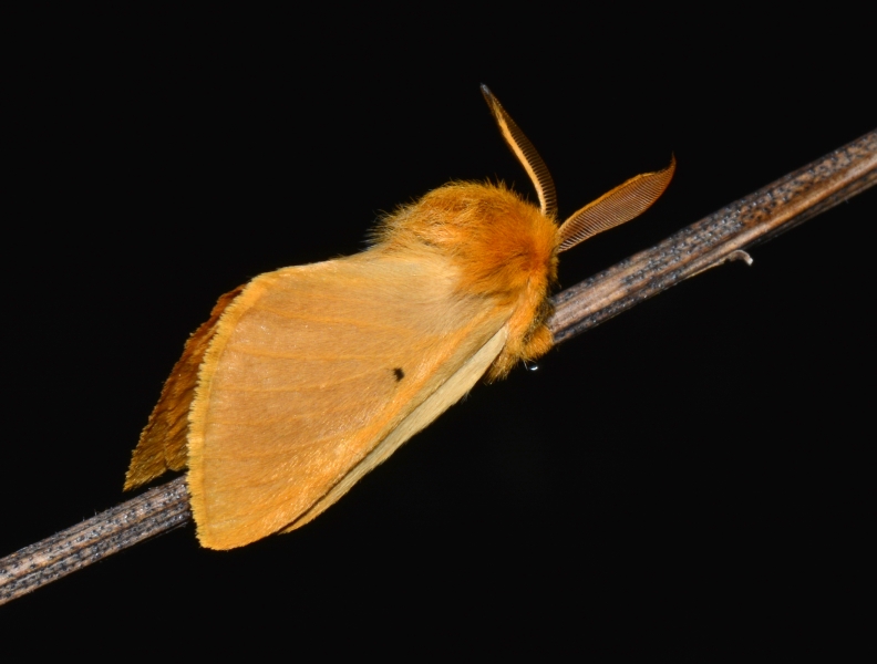 Lemonia taraxaci