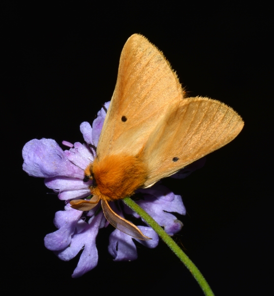 Lemonia taraxaci