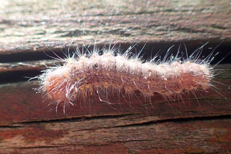 Bruco di Clostera curtula - Notodontidae.