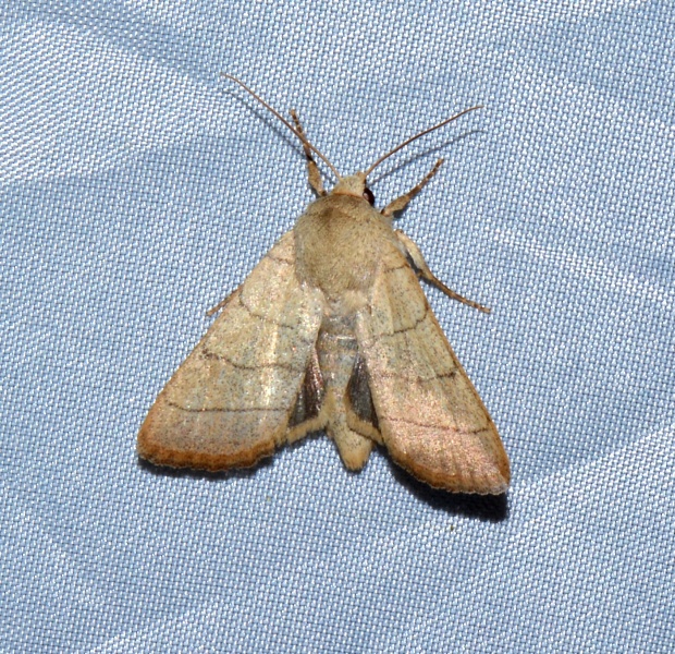 Noctuidae:  Charanyca (Charanyca) trigrammica