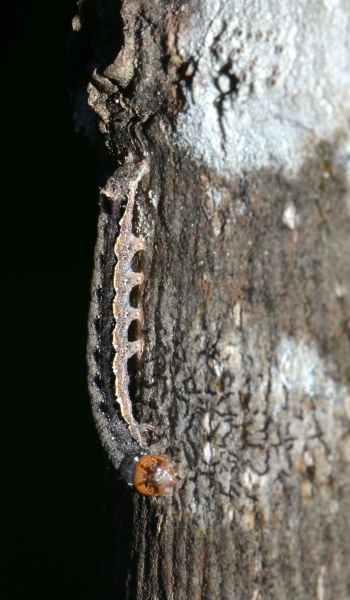 Bruco da Id: Anorthoa munda - Noctuidae