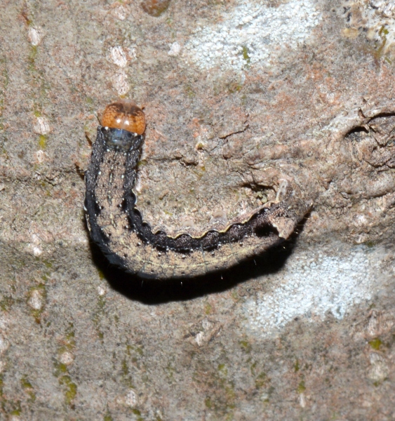 Bruco da Id: Anorthoa munda - Noctuidae