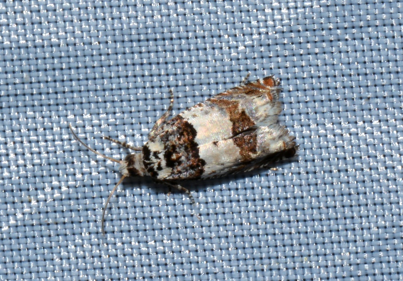 Tortricidae da Id.: Epinotia thapsiana (cfr)