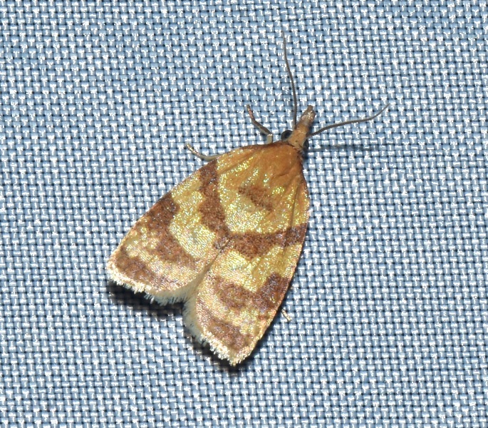 Sparganothis pilleriana? S