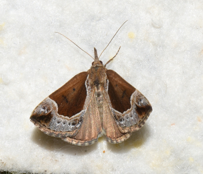 Hypena (Bomolocha) crassalis