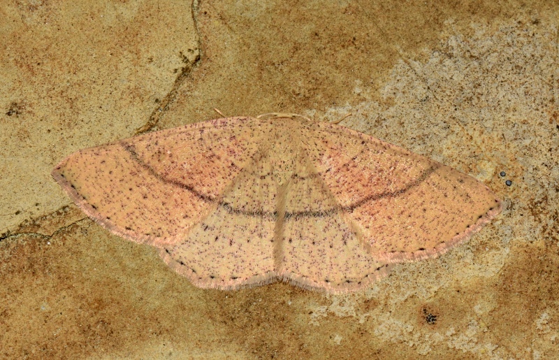 Geometridae: Cyclophora punctaria