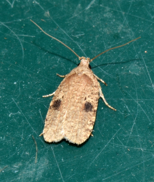 Elachistidae:  Agonopterix propinquella? S