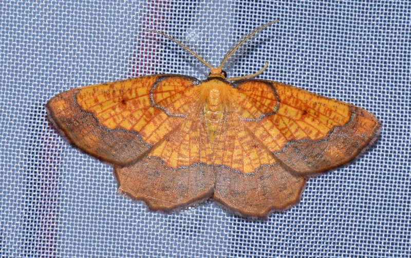 Geometridae: Epione repandaria