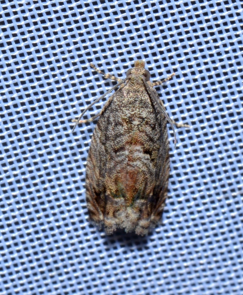 Tortricidae: Cydia fagiglandana