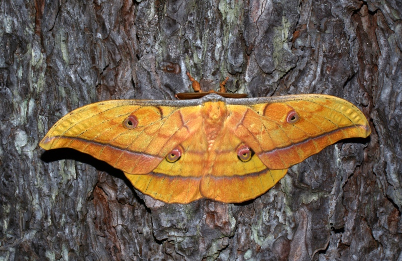 Antheraea (Antheraea) yamamai