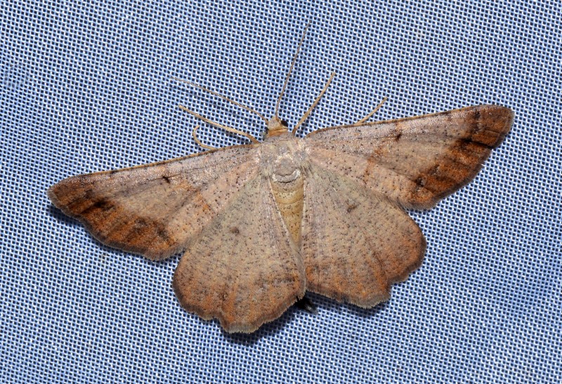 Selidosema plumaria : Geometridae