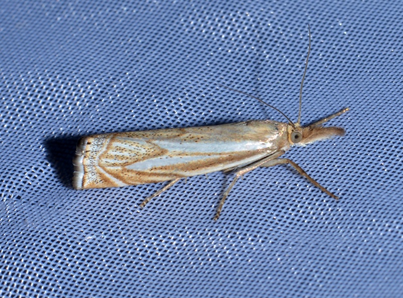 Crambus lathoniellus ?