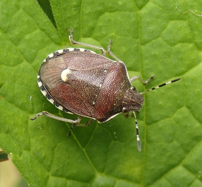 Pentatomidae: Holcostethus sphacelatus