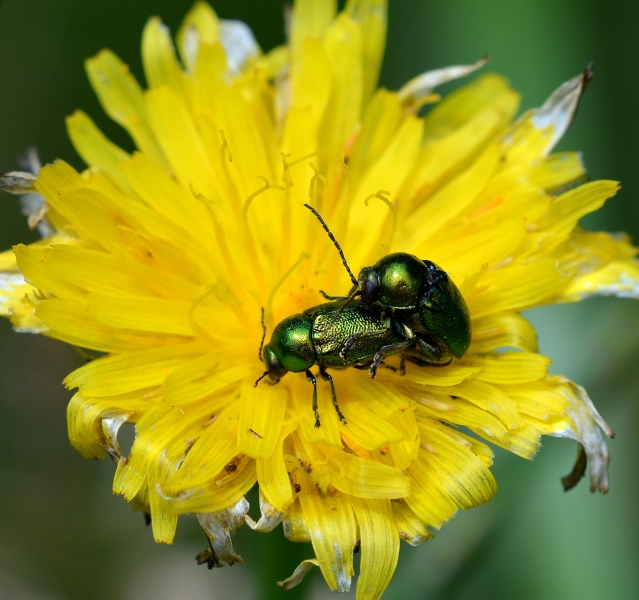 Chrysomelidae: Cryptocephalus gr. aureolus