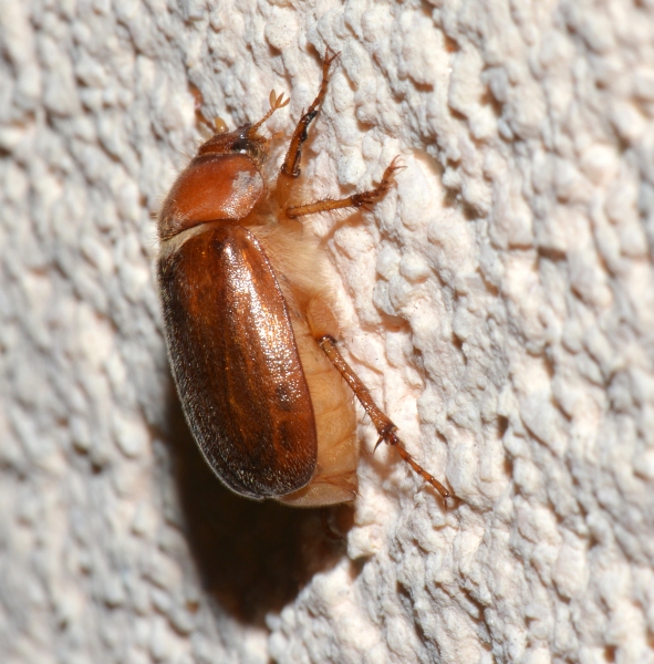 Melolonthidae: Anoxia villosa? No, Amphimallon assimile (cfr.)