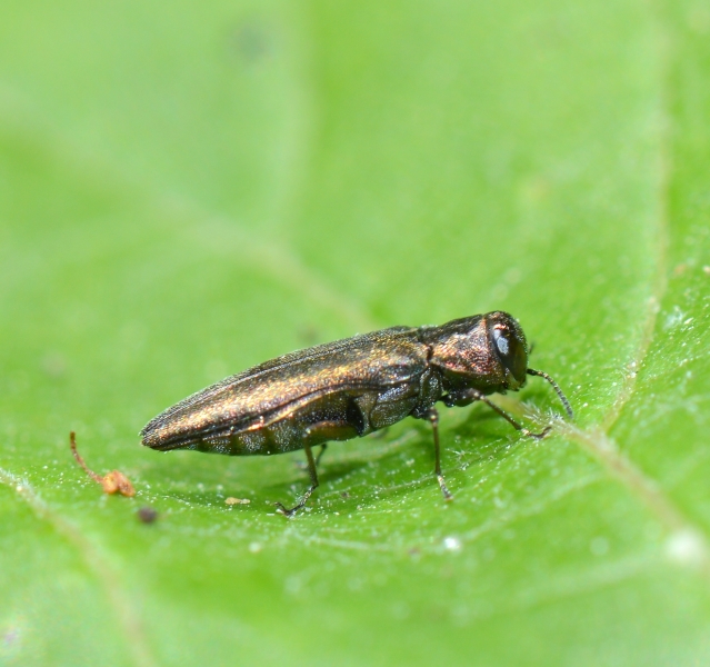 Buprestidae: Agrilus sp.