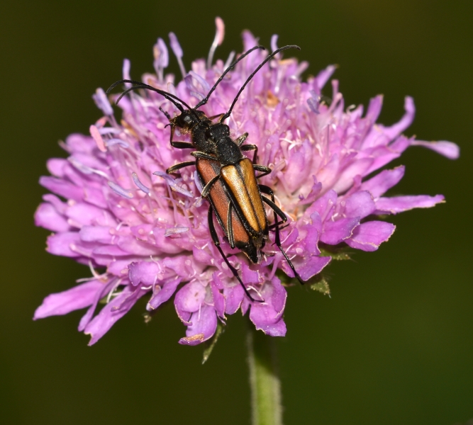 Cerambycidae: coppia di Anastrangalia dubia dubia