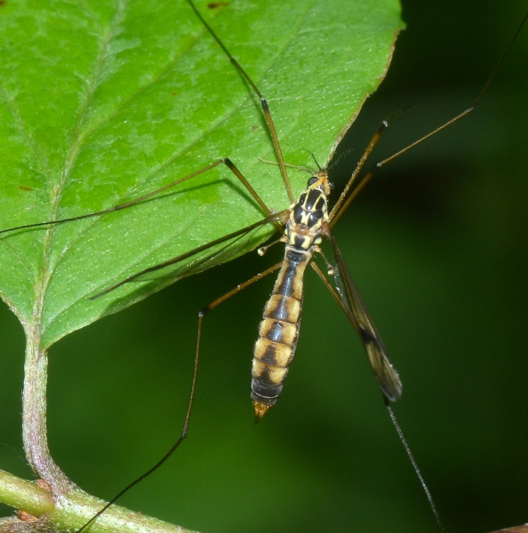 Tipulidae: Nephrotoma quadrifaria, femmina