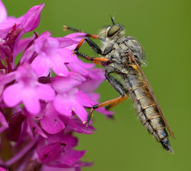 Asilidae da Id.