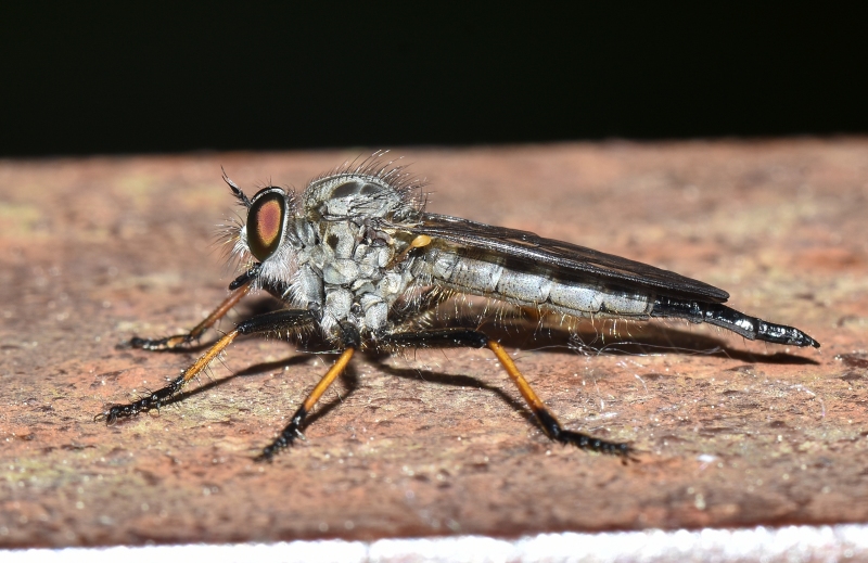 Altro Asilidae da Id.