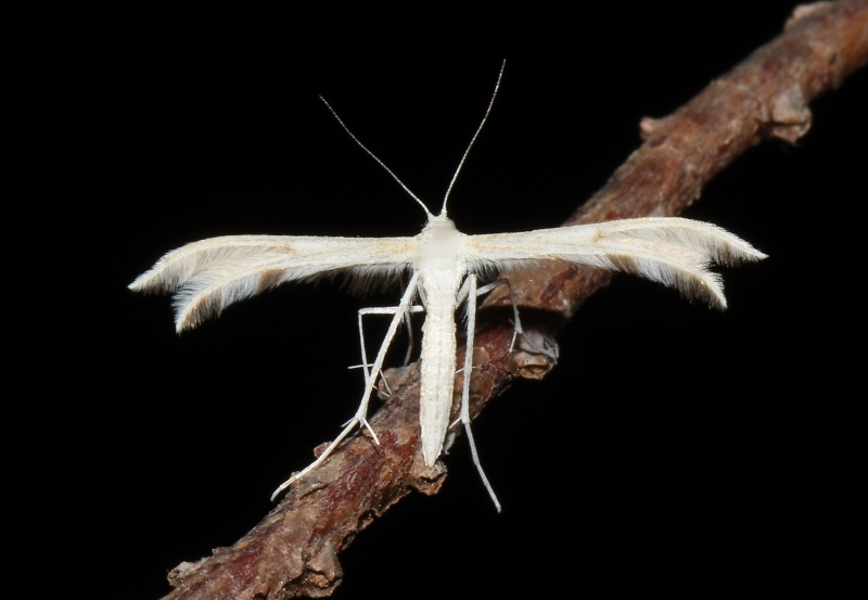 Pterophoridae da Cipro