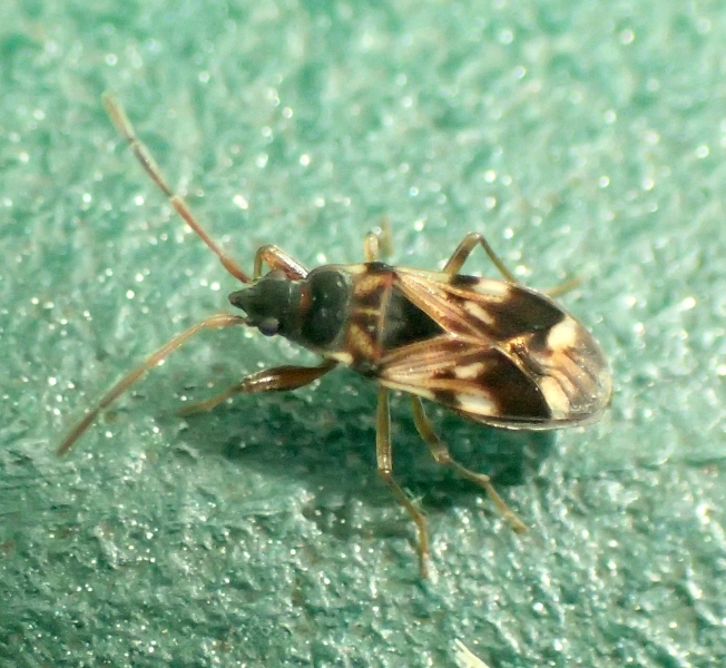 Lygaeidae: Scolopostethus pictus? S !