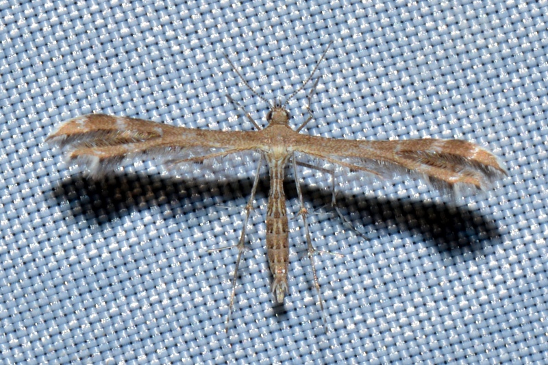 Pterophoridae: Oxyptilus distans (cfr.)