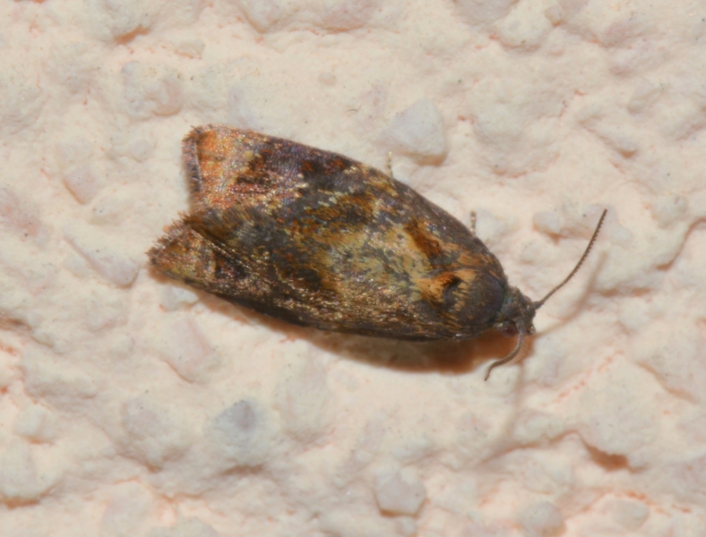 Tortricidae: Ditula angustiorana