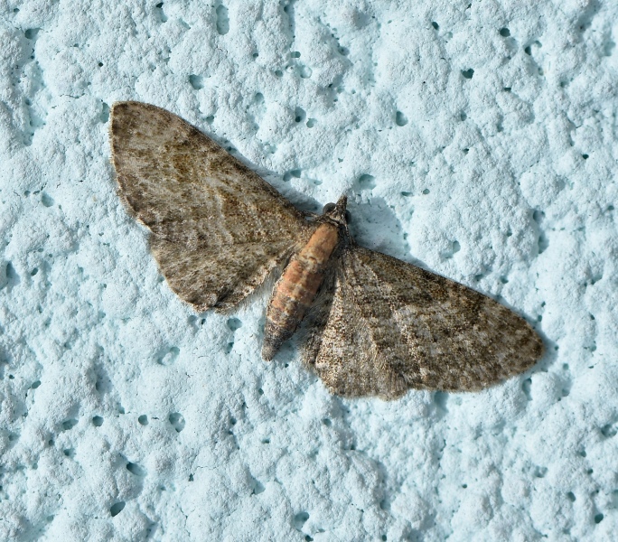 Eupithecia haworthiata?  S !