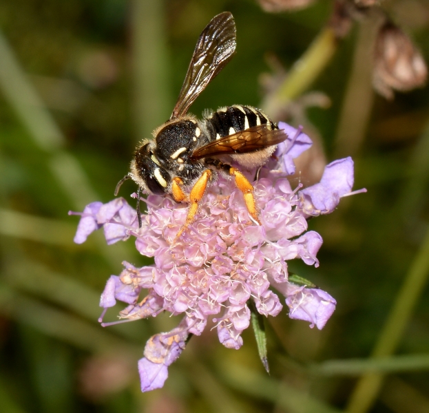 Megachilidae 1 da Id.