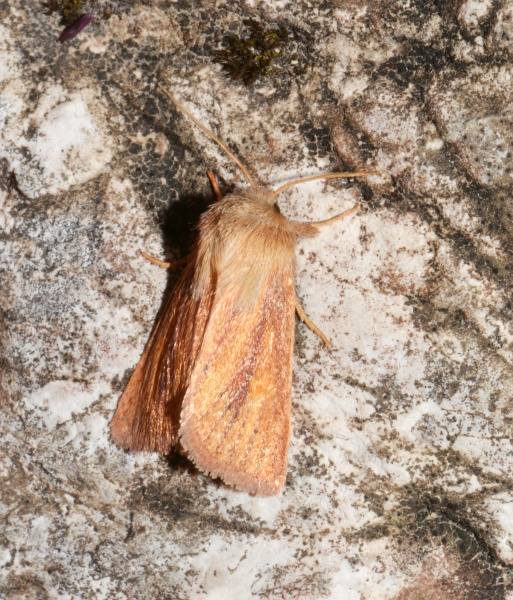 Denticucullus pygmina: Noctuidae