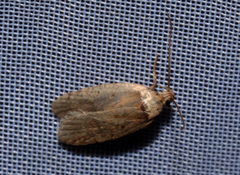 Agonopterix sp. - Elachistidae