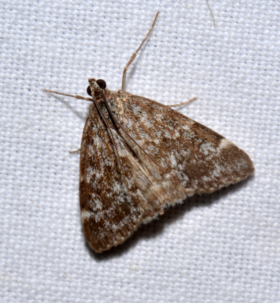 Evergestis sophialis - Crambidae