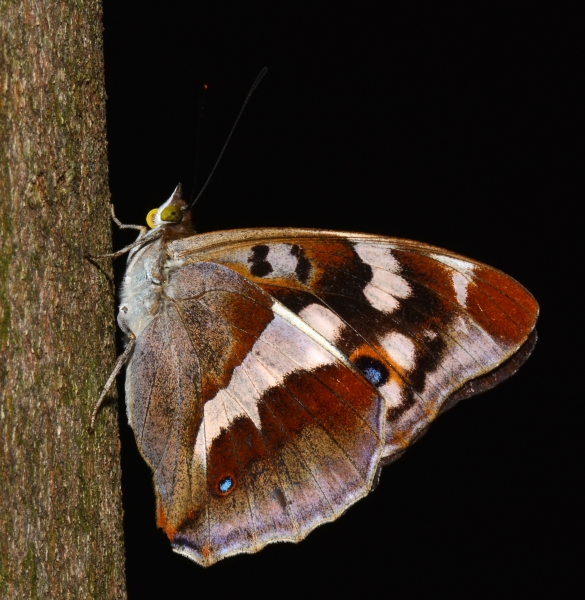 Sorpresa!! Apatura iris - Nymphalidae