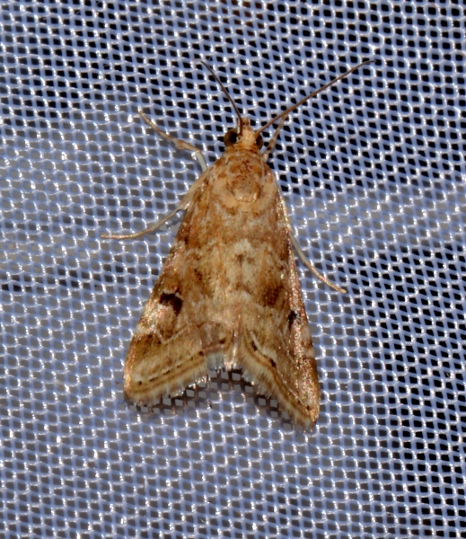 Crambidae: Hellula undalis?  S !