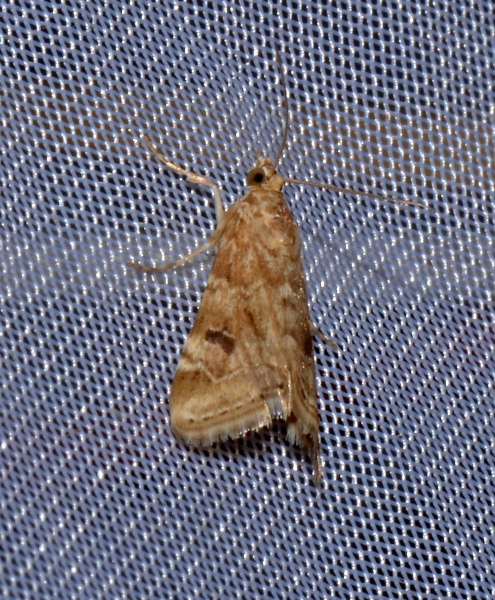 Crambidae: Hellula undalis?  S !