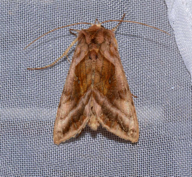 Autographa pulchrina?  No, Autographa jota