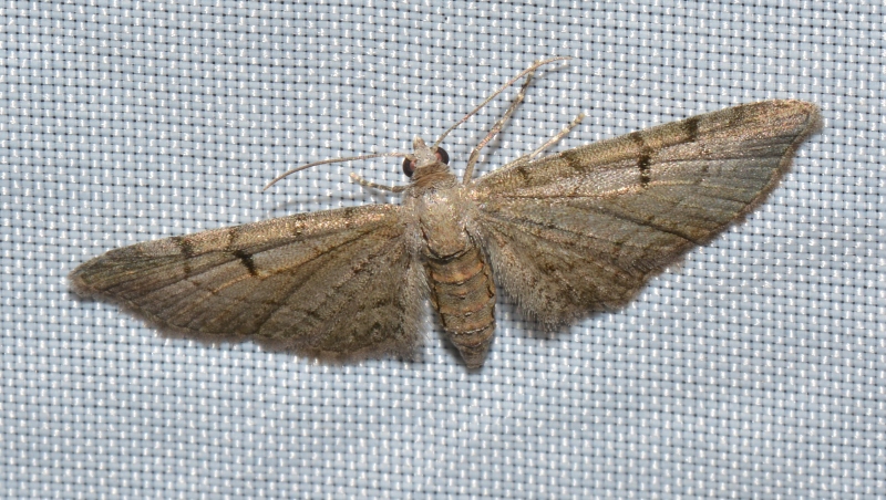 Eupithecia extraversaria?