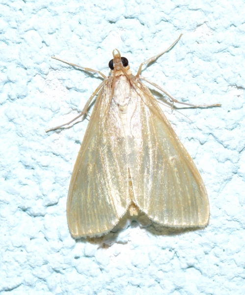 Crambidae da Id.