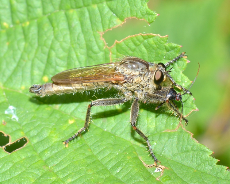 Asilidae con preda