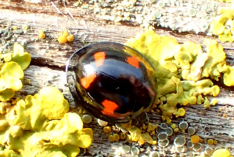 Coccinellidae: Exochomus quadripustulatus