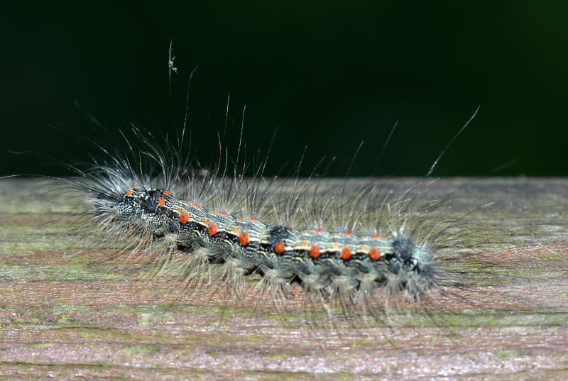 Lithosia quadra - Erebidae Arctiinae