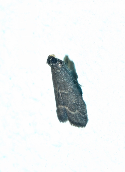 Eccopisa effractella - Pyralidae