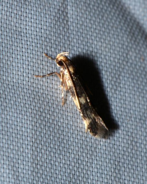 Oegoconia novimundi?... Oegoconia sp.