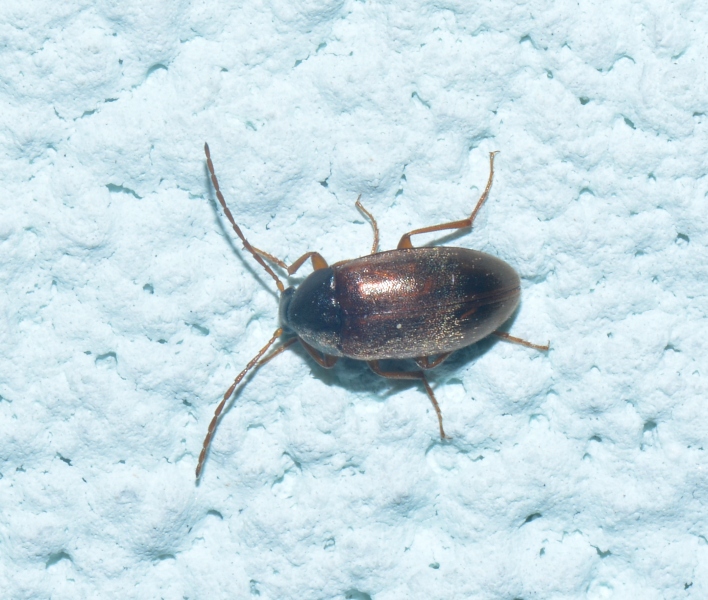 Tenebrionidae Alleculinae: Isomira sp.