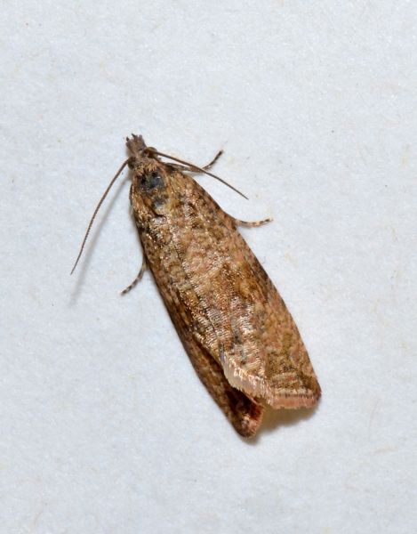 Tortricidae: Celypha striana