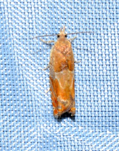 Tortricidae: Epinotia tenerana